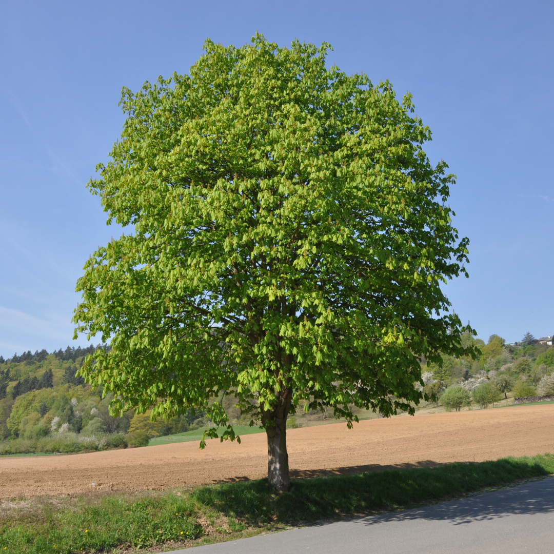 Châtaigner_SARL_Erinabonneau