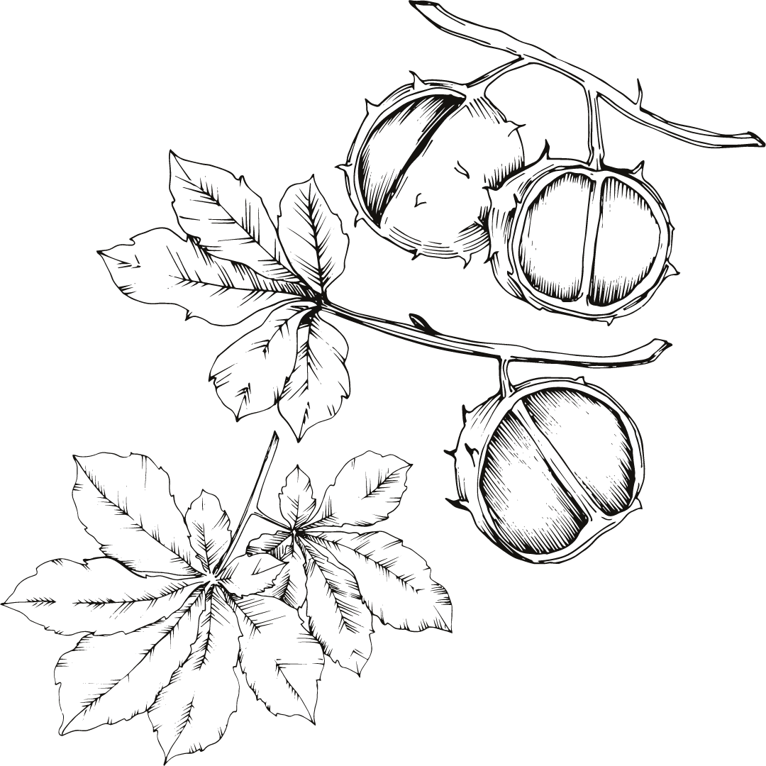Feuille_Châtaigner_SARL_Erinabonneau