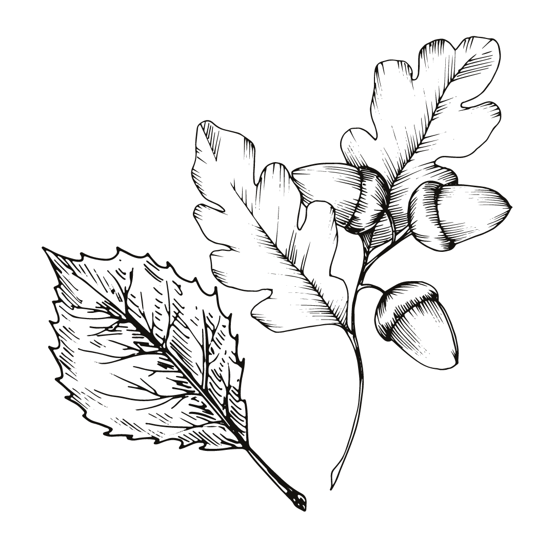 Feuille_Chêne_Charme_SARL_Erinabonneau